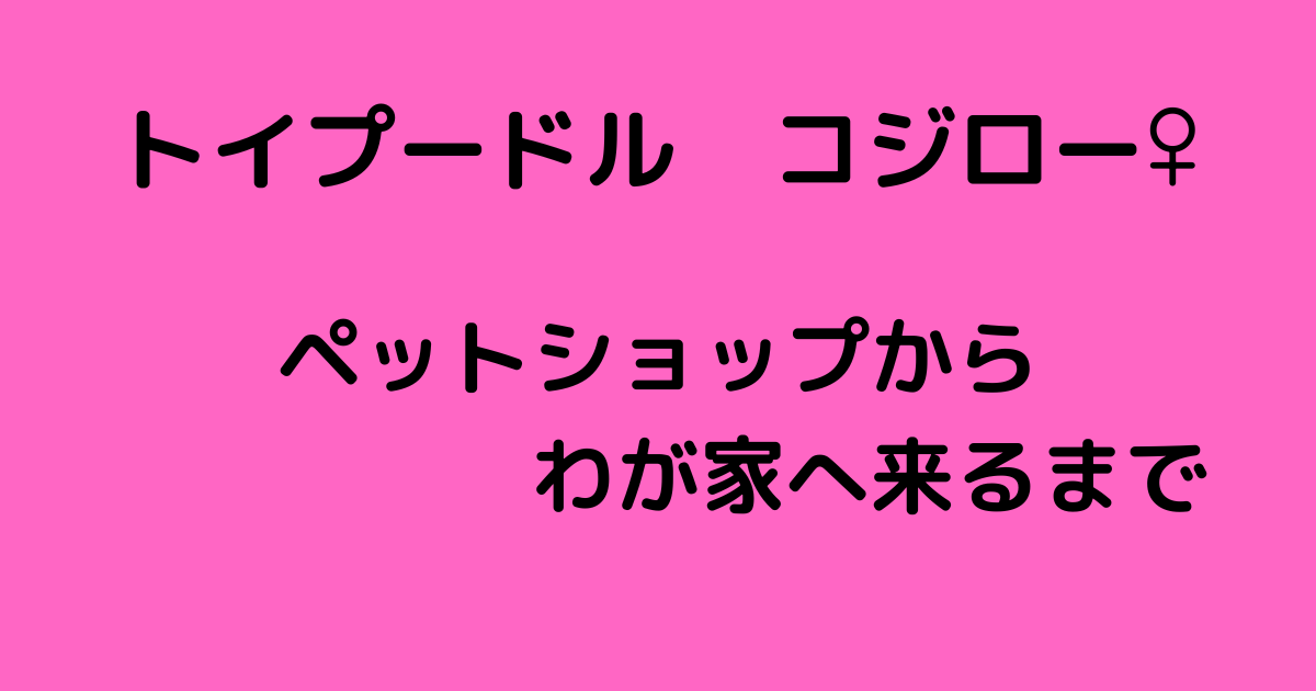 トイプードル コジロー♀