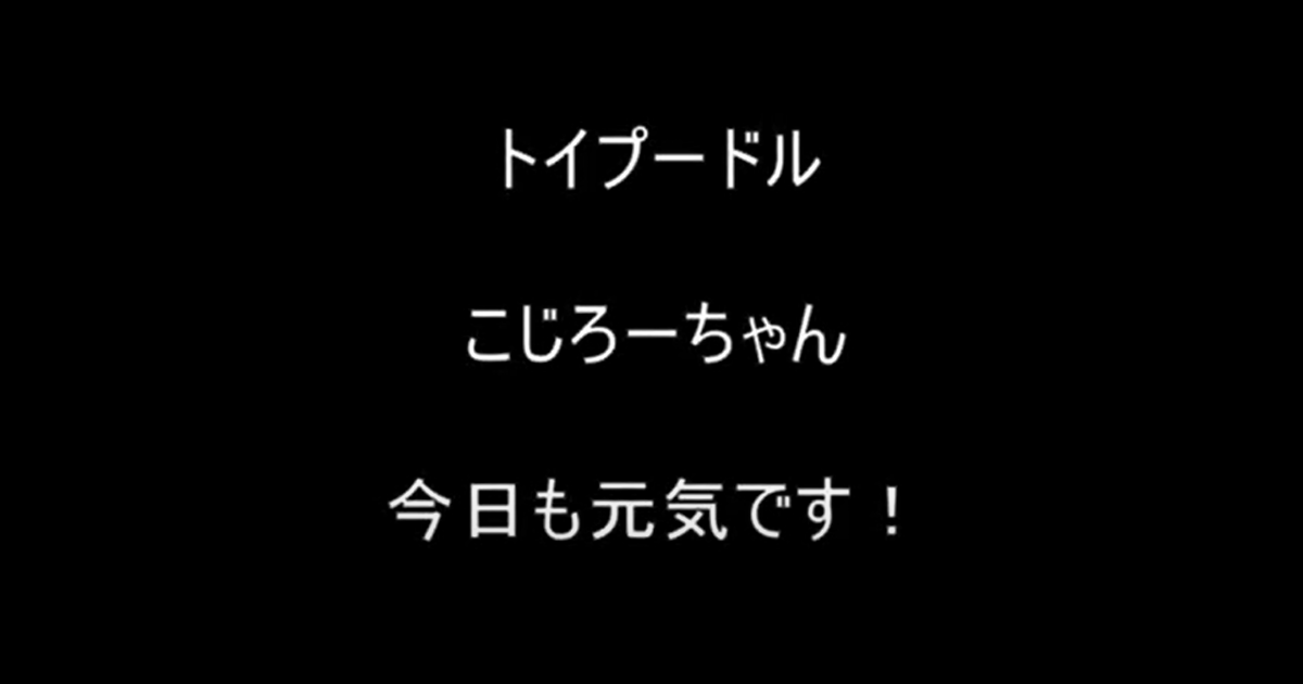 トイプードル