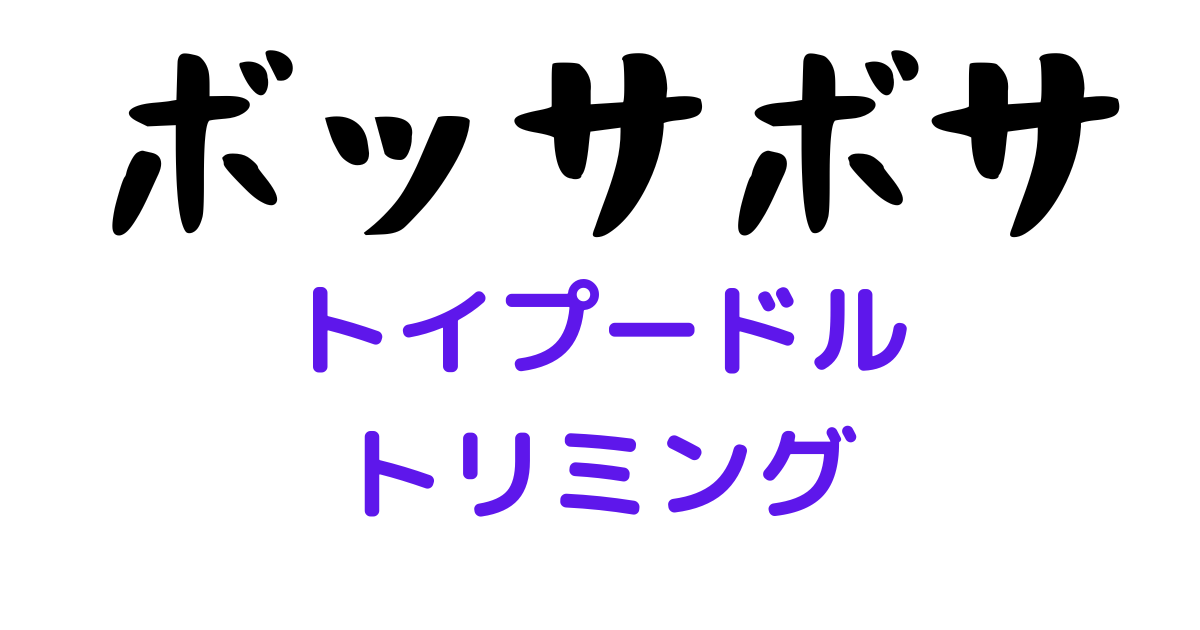 トイプードル コジロー♀